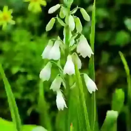 Galtonia (Spire Lily)